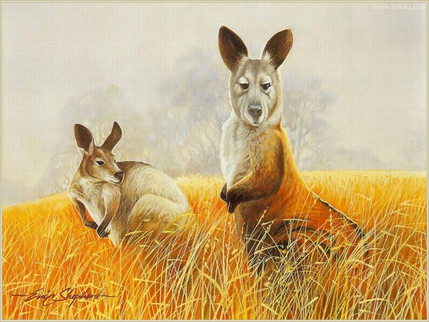 Обои картинки фото рисованные, животные, кенгуру