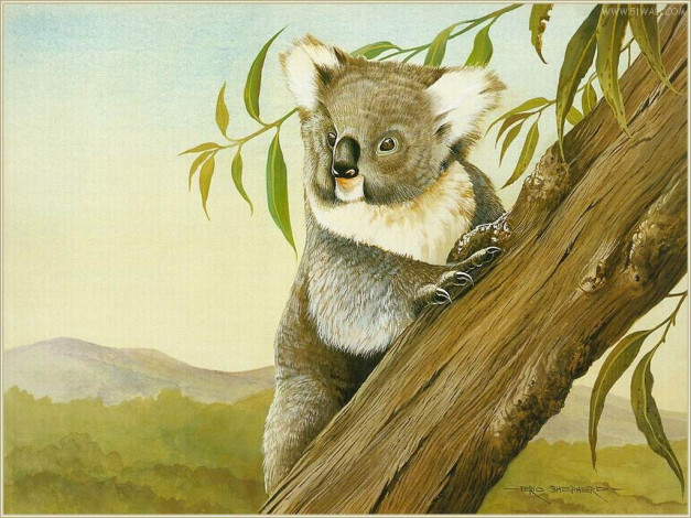Обои картинки фото рисованные, животные, коалы
