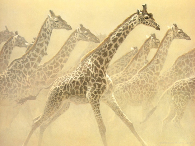 Обои картинки фото рисованные, животные, жирафы
