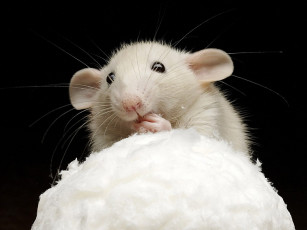 Картинка ах как вкусен первый снег авт mayor животные крысы мыши