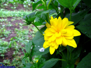 Картинка цветы рудбекия