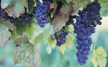 Картинка природа Ягоды виноград