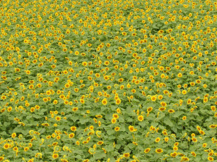 Картинка цветы подсолнухи лето желтый