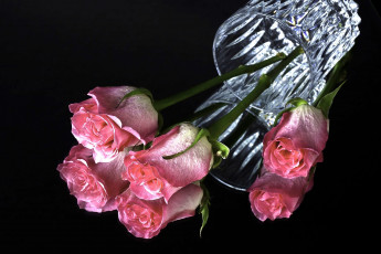Картинка цветы розы стакан розовый отражение