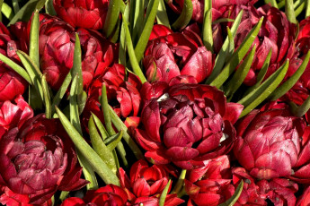 Картинка цветы тюльпаны пышный красный много