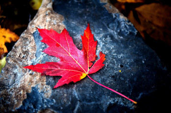 Картинка природа листья камень клен красный листок