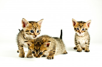 Картинка животные коты малыши котята