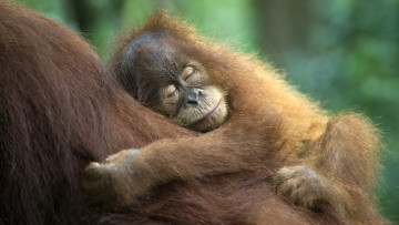 Картинка sumatran orangutan животные обезьяны орангутанг