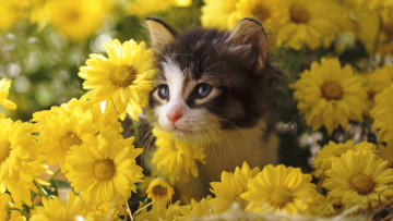 Картинка животные коты цветы котёнок