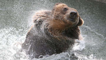 Картинка животные медведи вода брызги