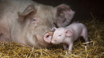 Картинка животные свиньи кабаны поросёнок