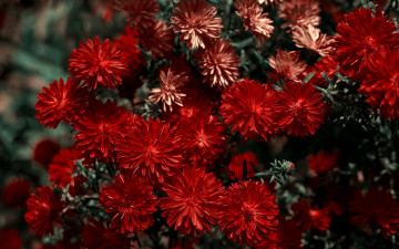Картинка цветы хризантемы красные много