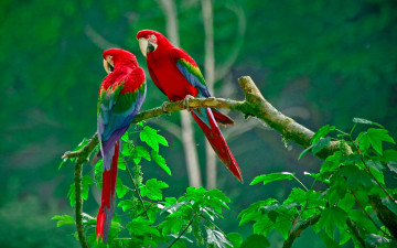 Картинка животные попугаи ветка ара
