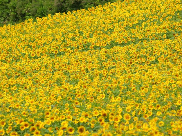 Обои картинки фото цветы, подсолнухи, желтый, лето