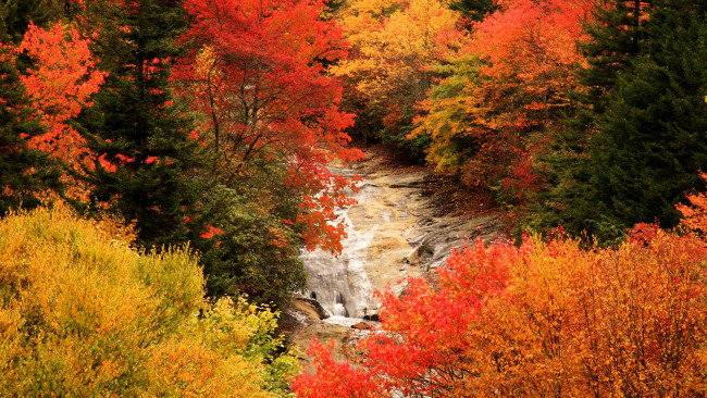 Обои картинки фото природа, реки, озера, осень, река, деревья, лес