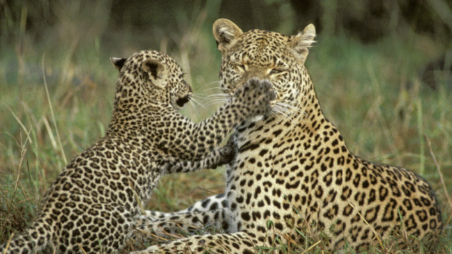 Обои картинки фото животные, леопарды, пощёчина