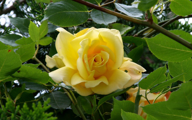 Обои картинки фото цветы, розы, чайная, роза