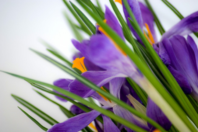 Обои картинки фото цветы, крокусы, фиолетовый, листья