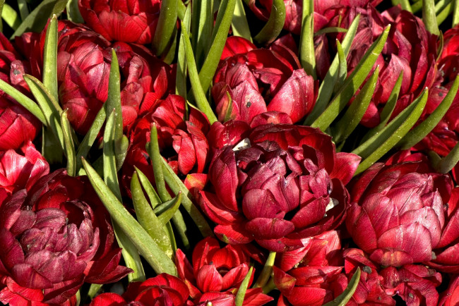 Обои картинки фото цветы, тюльпаны, пышный, красный, много