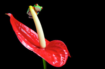 Картинка животные лягушки цветок фламинго антуриум