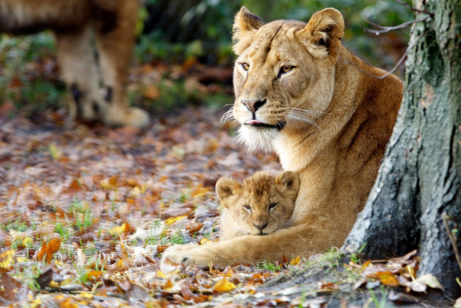 Обои картинки фото животные, львы, осень, материнство, львёнок, львица