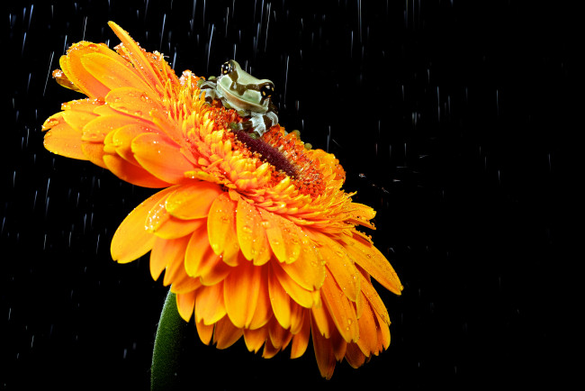 Обои картинки фото животные, лягушки, лягушонок, цветок, гербера, дождь