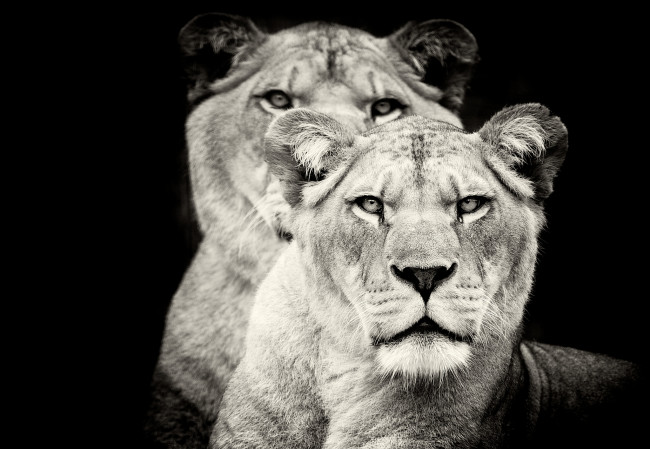 Обои картинки фото животные, львы, львица