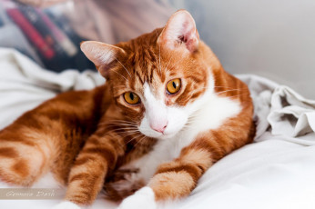 Картинка животные коты взгляд книги постель полосатая рыжая кошка