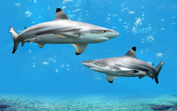 Картинка животные акулы море хищники