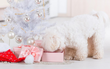 обоя животные, собаки, dog, new, year, праздник, рождество, новый, год, собака, christmas