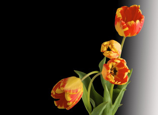 Картинка цветы тюльпаны фон макро