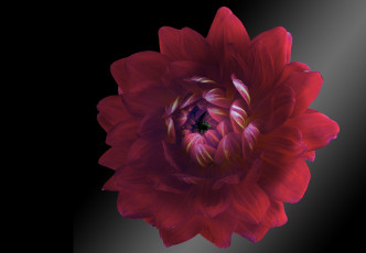 Картинка цветы георгины фон георгина черный