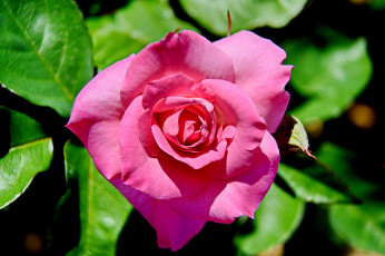 Картинка цветы розы роза бутон