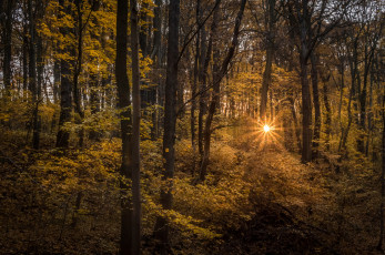 Картинка природа лес чаща свет