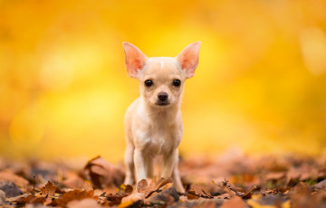 Картинка животные собаки чихуахуа взгляд осень листья собака собачонка пёсик