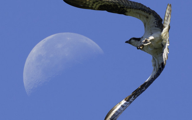 Обои картинки фото животные, птицы - хищники, луна, полет, небо, ракурс, сокол, птица