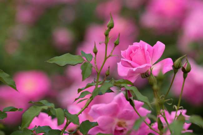 Обои картинки фото цветы, розы, розовые, бутоны, листья, куст