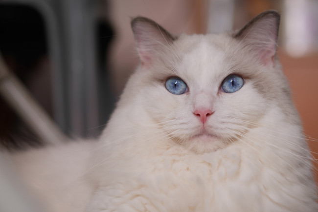 Обои картинки фото животные, коты, портрет, взгляд, голубые, глаза, красава, мордочка, кошка, рэгдолл
