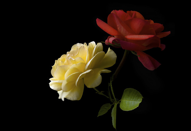 Обои картинки фото цветы, розы, черный, жёлтая, фон, красная