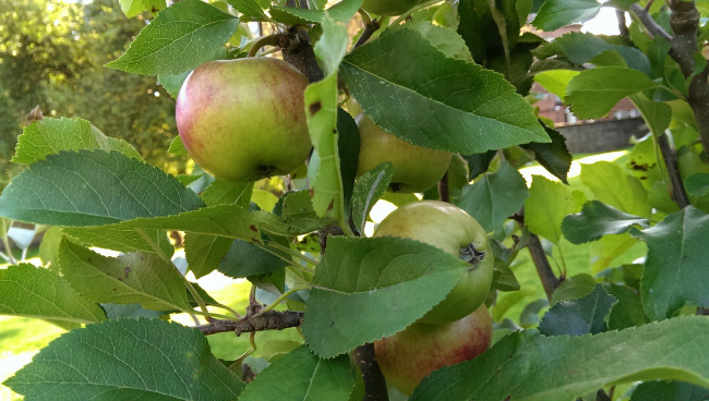 Обои картинки фото природа, плоды, яблочки