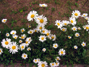 Картинка цветы ромашки белый