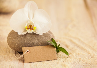 Картинка цветы орхидеи песок камни орхидея цветок