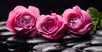 Картинка цветы розы бутоны камни вода