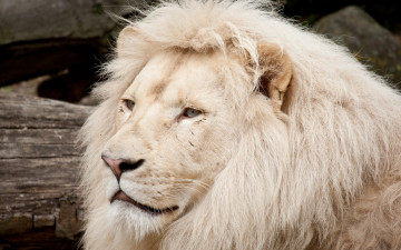 Картинка животные львы морда