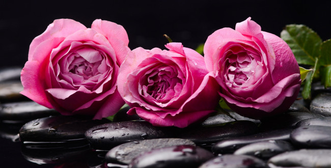 Обои картинки фото цветы, розы, бутоны, камни, вода