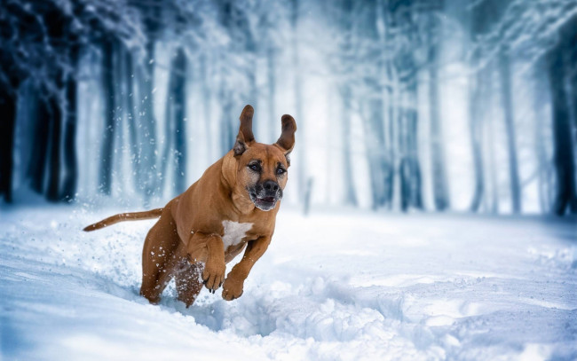 Обои картинки фото животные, собаки, собака, зима, прогулка, родезийский, риджбек, бег, снег