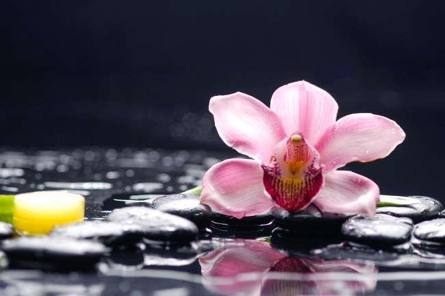 Обои картинки фото цветы, орхидеи, орхидея, вода, камни