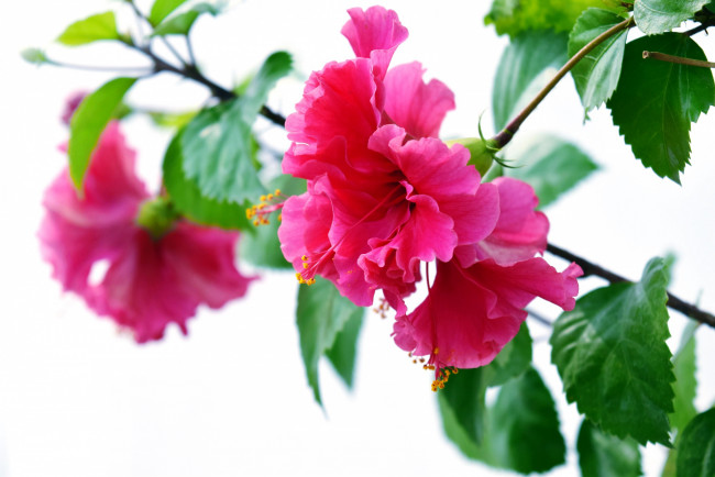 Обои картинки фото цветы, гибискусы, розовый