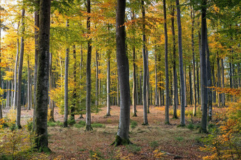 Картинка природа лес лиственный