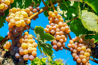 Картинка природа Ягоды +виноград ягоды грозди виноград